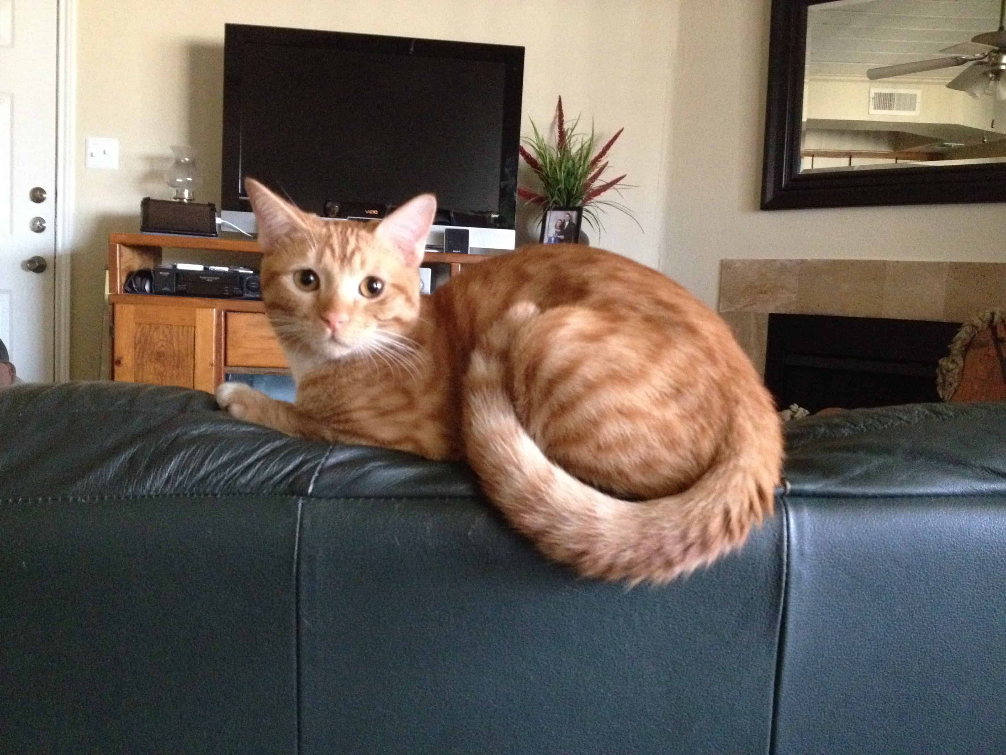 Oliver the SEO cat - truly a cute kitten