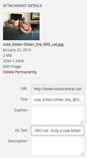name and define the alt text photos for search value
